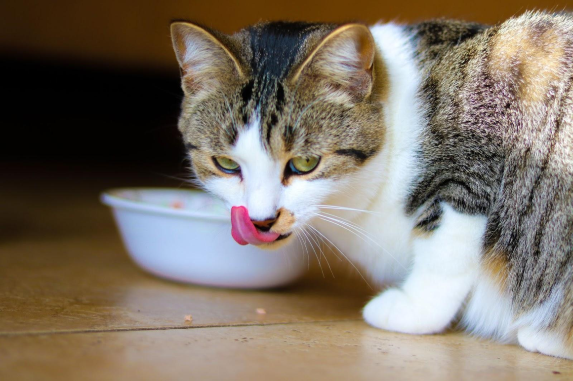 Cat with food bowl

