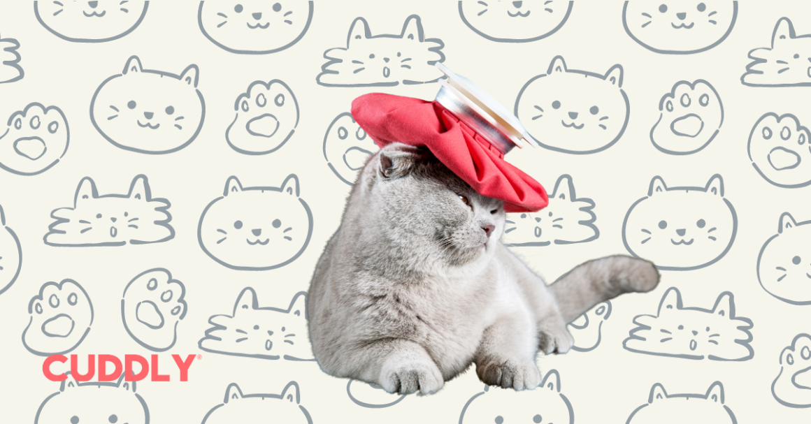 Why Is Your Cat Throwing Up? Here's What You Should Do