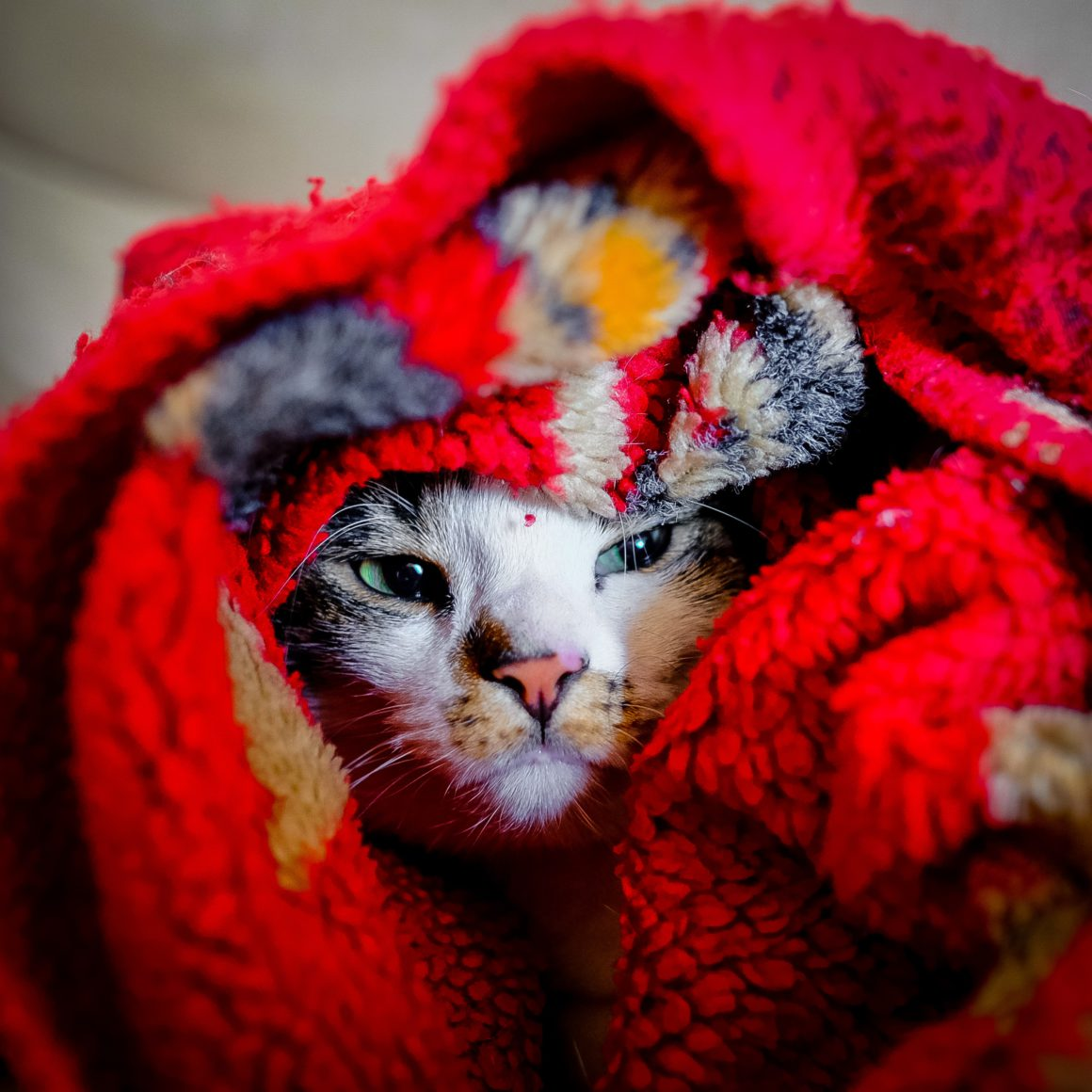 Cat cuddling in blankets