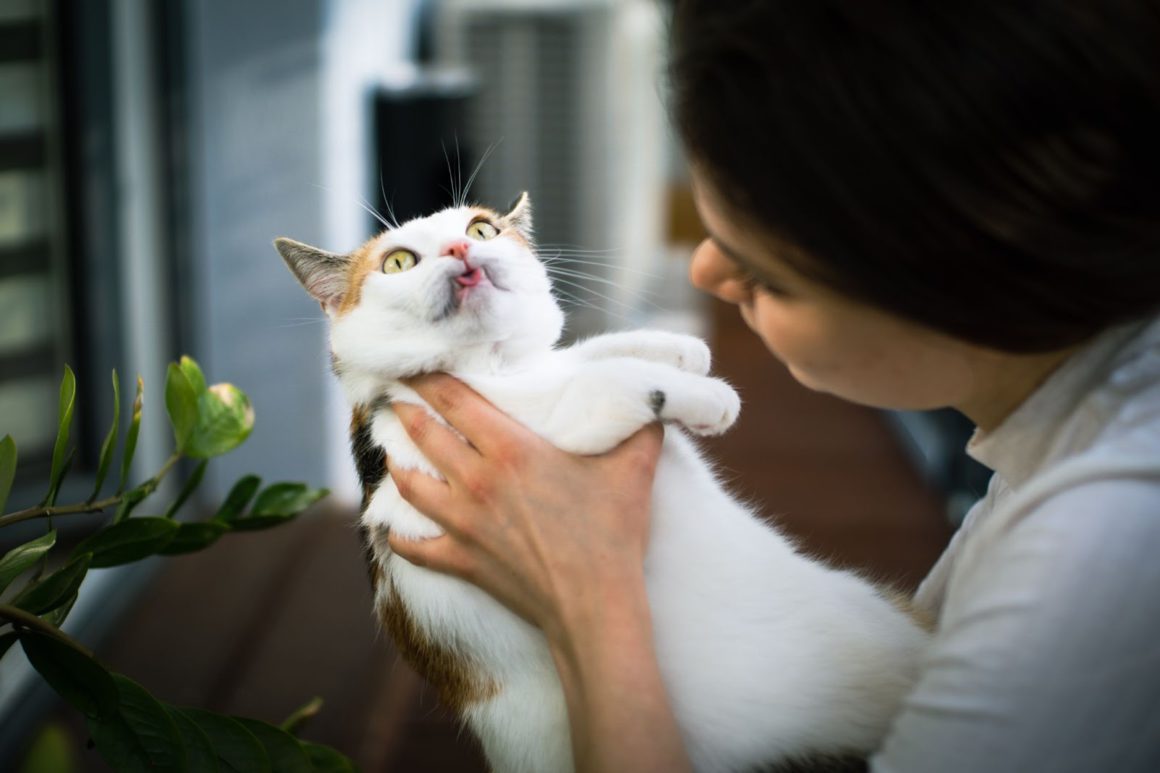 Fat cat with its tongue out