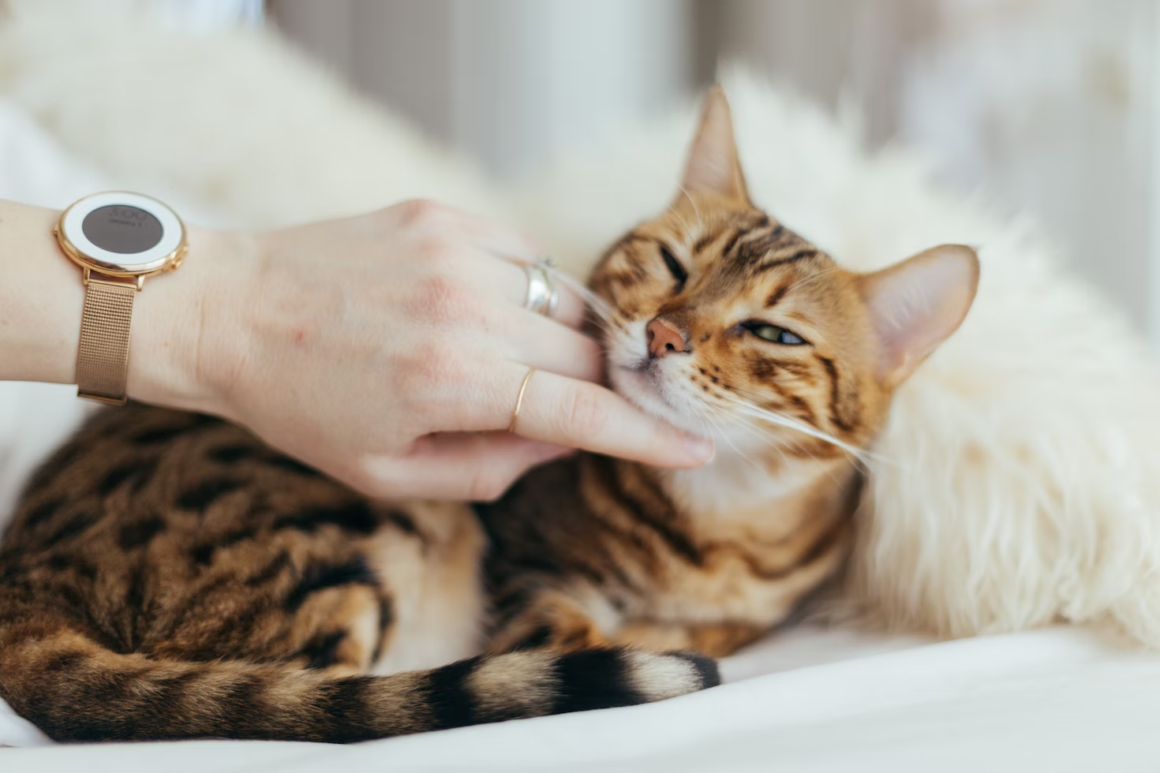 Hand scratching a cat's chin