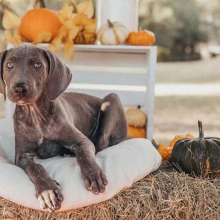rescue dog with pumpkin