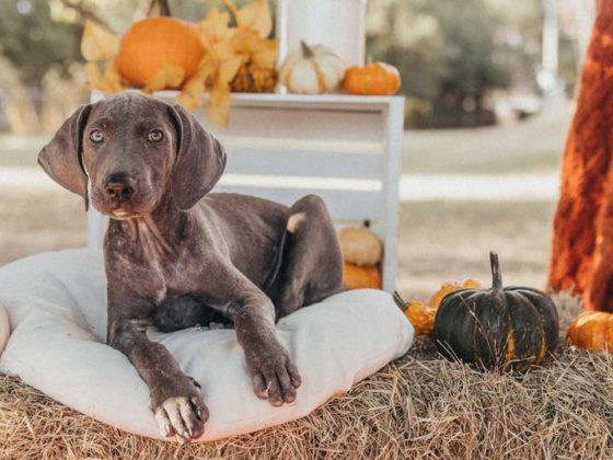 rescue dog with pumpkin