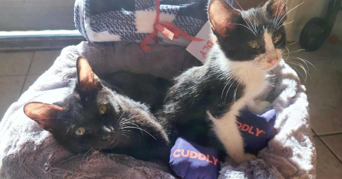 cat-playtime-fun-with-a-purpose-cuddly-blog
