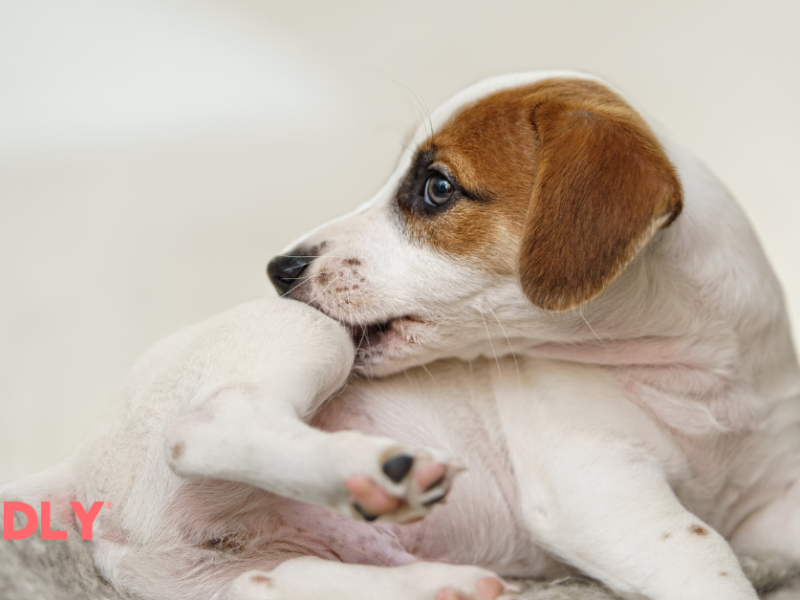 Distemper Spread, Symptoms, and Prevention CUDDLY Blog